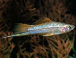 Origin of Species Revisited: Hybridism