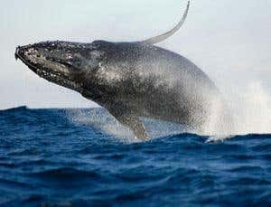 Origin of Species Revisited: On the geological succession of organic beings