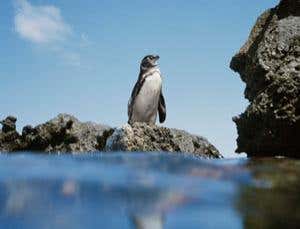 Origin of Species Revisited: Geographical distribution