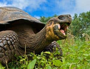 Origin of Species Revisited: Recapitulation and conclusion