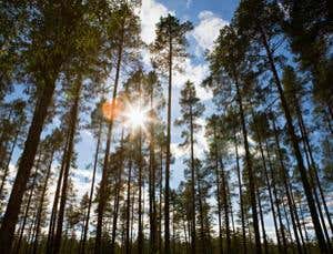 New Scientist. Science news and long reads from expert journalists, covering developments in science, technology, health and the environment on the website and the magazine.