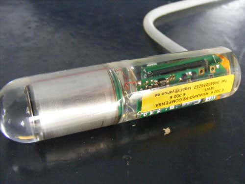 These tags are placed inside the tuna's body 