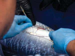 Pablo Cermeño inserts a tag  