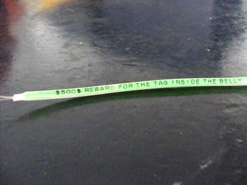 The taggers are offering financial rewards to give fishers incentives to send the tags back   