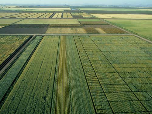 True fieldwork: CIMMYT's research station in Ciudad Obregóm, Mexico 