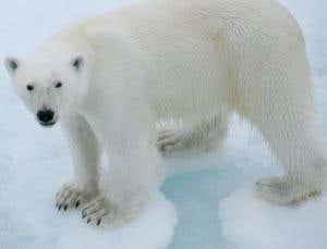 Melting Arctic: Forget polar bears, worry about humans