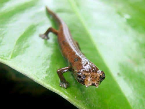 New Scientist. Science news and long reads from expert journalists, covering developments in science, technology, health and the environment on the website and the magazine.