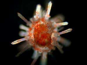 New Scientist. Science news and long reads from expert journalists, covering developments in science, technology, health and the environment on the website and the magazine.