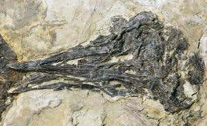 Early birds may have dropped teeth to get airborne