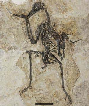 New Scientist. Science news and long reads from expert journalists, covering developments in science, technology, health and the environment on the website and the magazine.