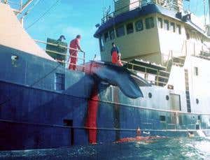 Norway could kill hundreds more minke whales next year