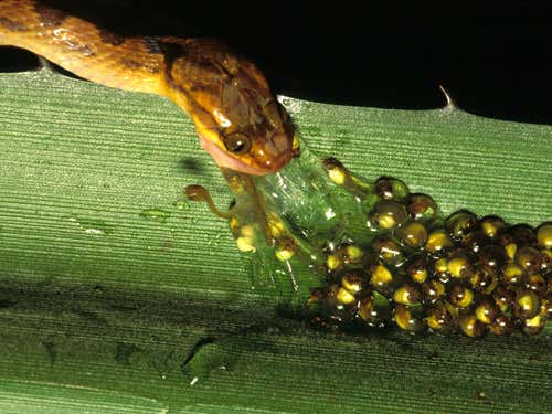 Frogs will hatch early if they sense a predator
