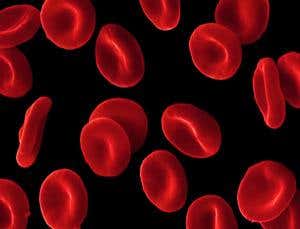 Spot the difference: these are the real blood cells 