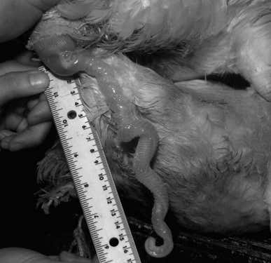 The Muscovy duck's penis is corkscrew-shaped and can grow up to 40 centimetres long 