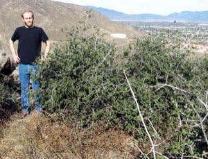 Ancient clone saw out the last ice age