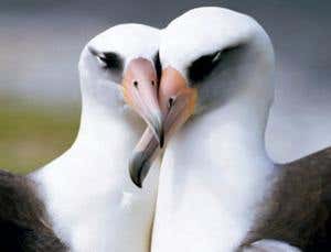 Homosexual selection: The power of same-sex liaisons