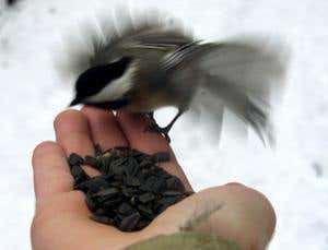 British bird-feeders may be splitting species