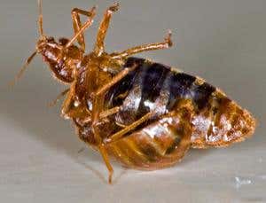 New Scientist. Science news and long reads from expert journalists, covering developments in science, technology, health and the environment on the website and the magazine.