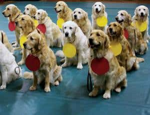 Atomic dogs: The making of an internet sensation