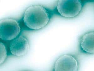 New Scientist. Science news and long reads from expert journalists, covering developments in science, technology, health and the environment on the website and the magazine.