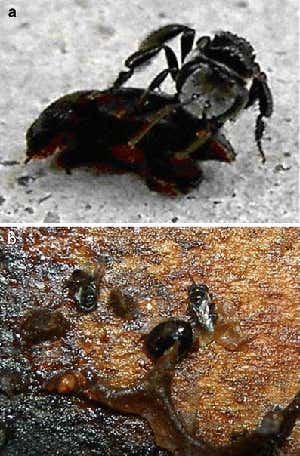 Stingless bees use a resin, mud and wax mixture to mummify resilient attackers such as beetles. The resin sets quickly, often within 10 minutes.