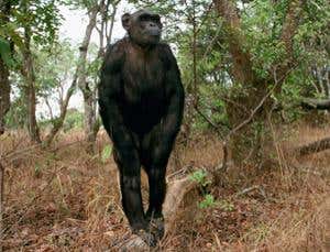 Chimp's dance suggests a mental grasp of fire