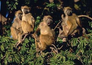 New Scientist. Science news and long reads from expert journalists, covering developments in science, technology, health and the environment on the website and the magazine.