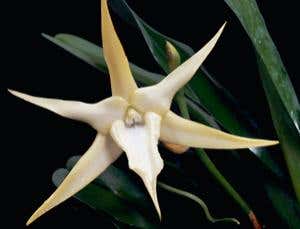 First pollinating cricket caught on camera