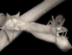 New Scientist. Science news and long reads from expert journalists, covering developments in science, technology, health and the environment on the website and the magazine.