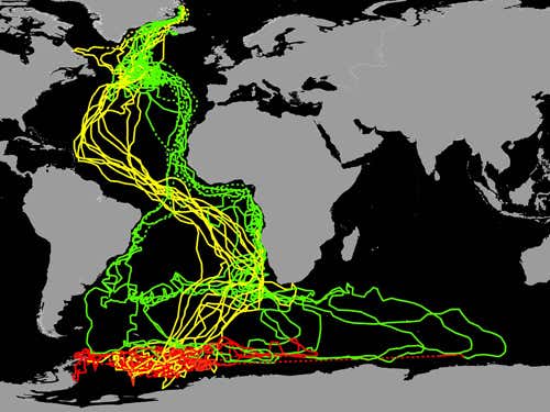 Interpolated geolocation tracks of 11 Arctic terns tracked from breeding colonies in Greenland and Iceland (Image: Carsten Egevan/BAS/Rex Features