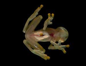 Transparent frogs, tiny geckos and snail-sucking snakes