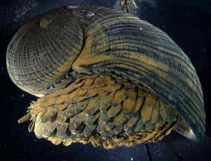 Deep-sea snail shell could inspire next-gen armour