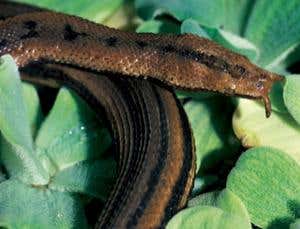 Tentacled snakes feel their way to a midnight feast