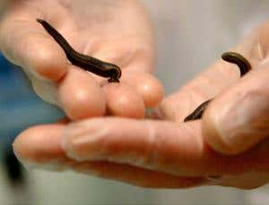 New Scientist. Science news and long reads from expert journalists, covering developments in science, technology, health and the environment on the website and the magazine.