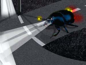 Dung beetles' secret superpower: ultimate night sight