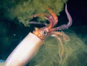 New Scientist. Science news and long reads from expert journalists, covering developments in science, technology, health and the environment on the website and the magazine.