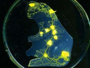 New Scientist. Science news and long reads from expert journalists, covering developments in science, technology, health and the environment on the website and the magazine.