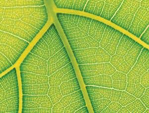 Artificial leaf could make green hydrogen