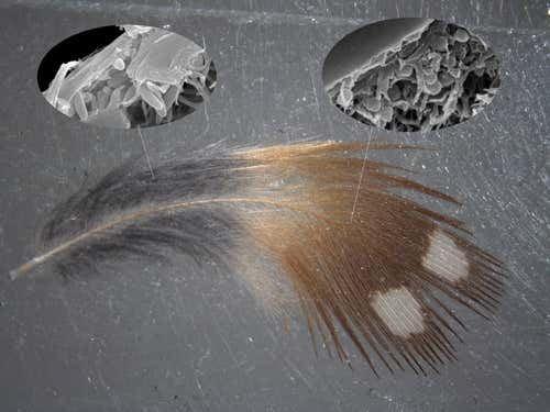 Tiny organelles known as melanosomes produce the vivid colours found in feathers and hair. Close examination of this zebra finch feather using a scanning electron microscope revealed that sausage-shaped eumelanosomes produce a black hue, while spherical phaeomelanosomes produce an orange-brown colour.