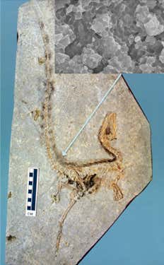 This photo of a 125-million-year-old fossil of Sinosauropteryx, a flightless, meat-eating dinosaur reveals alternating bands of light and dark feathers running along its head and down the middle of its back. Samples were taken from a dark stripe located at the tail base (see arrow) and from a light stripe. Scanning electron microscopy revealed that dark stripes only contained spherical phaeomelanosomes, indicating that they were orange-brown in colour. In contrast, the light stripes – which contained no melanosomes – were probably white in hue.