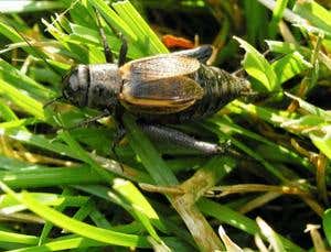 New Scientist. Science news and long reads from expert journalists, covering developments in science, technology, health and the environment on the website and the magazine.
