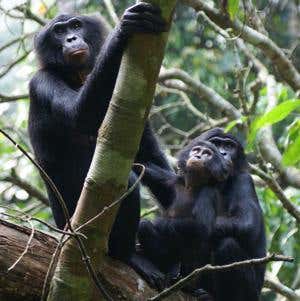 New Scientist. Science news and long reads from expert journalists, covering developments in science, technology, health and the environment on the website and the magazine.