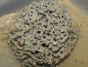 New Scientist. Science news and long reads from expert journalists, covering developments in science, technology, health and the environment on the website and the magazine.