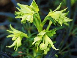 Stinky flower is kept warm by yeast partner