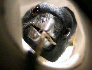 Weightlifting ants and crafty crows