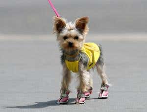 Lapdogs are Middle Eastern