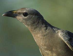 And the bower even conforms to fire safety standards