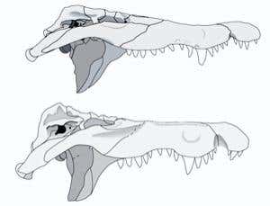 Monster crocodile was ancient human nightmare