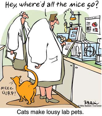 Many cartoons, dubbed theory-of-mind jokes, rely on the viewer understanding a situation from two different peoples’ points of view (in this case, the cat and the scientist’s mindsets). These jokes are particularly difficult for people with autism to understand