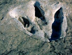 Tiny dinos perished in footprint death pits